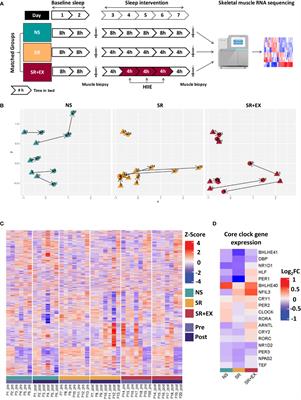 The Effect of Sleep Restriction, With or Without Exercise, on Skeletal Muscle Transcriptomic Profiles in Healthy Young Males